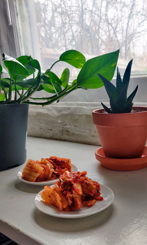 two white plates of napa kimchi sitting on top of a white counter by the window; there are two potted plants on either side of the kimchi (c) Maya Hey 2022, CC-BY-NC